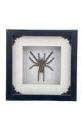 Tarantula Frame