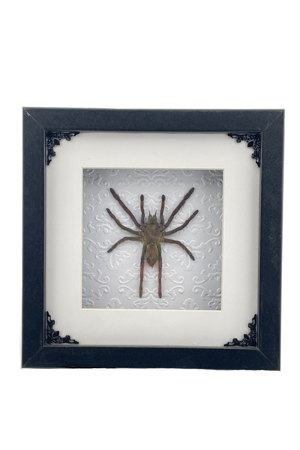 Tarantula Frame