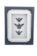 Bee Frame