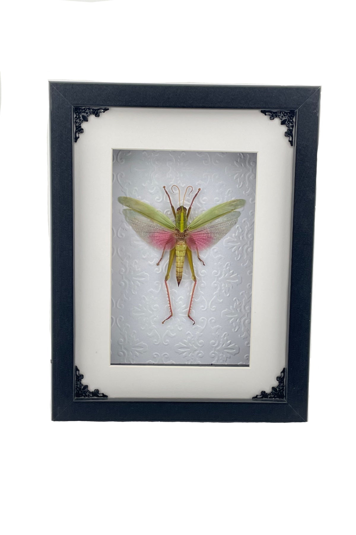 Locust Frame