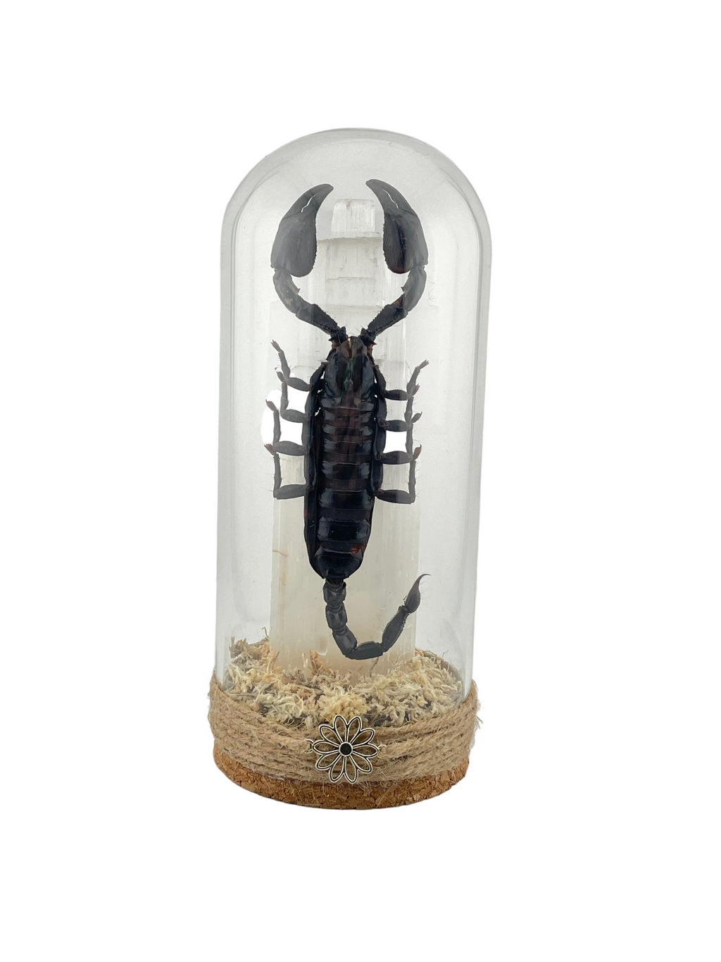 Scorpian Dome