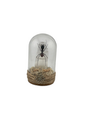 Ant Dome