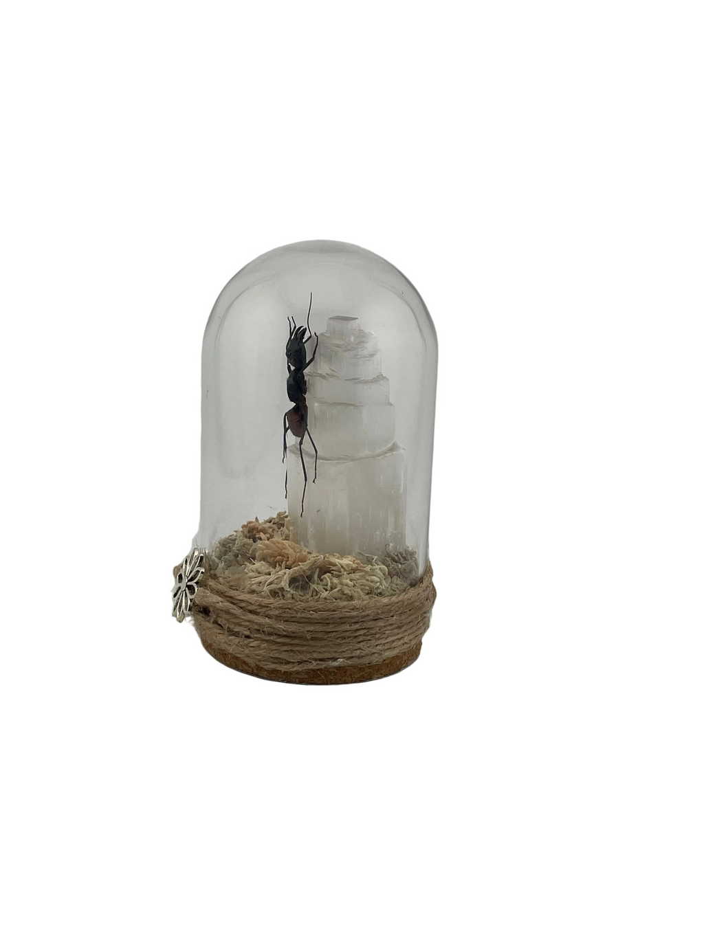 Ant Dome