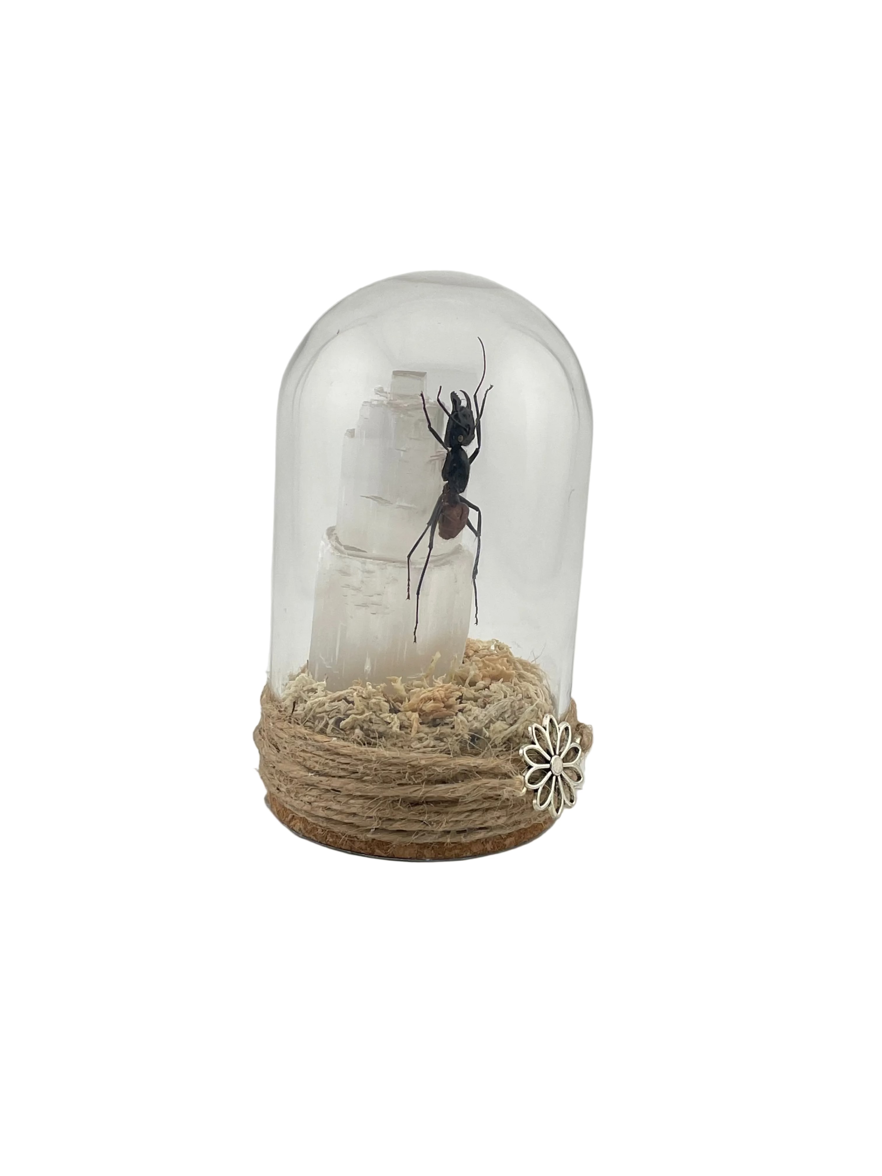 Ant Dome