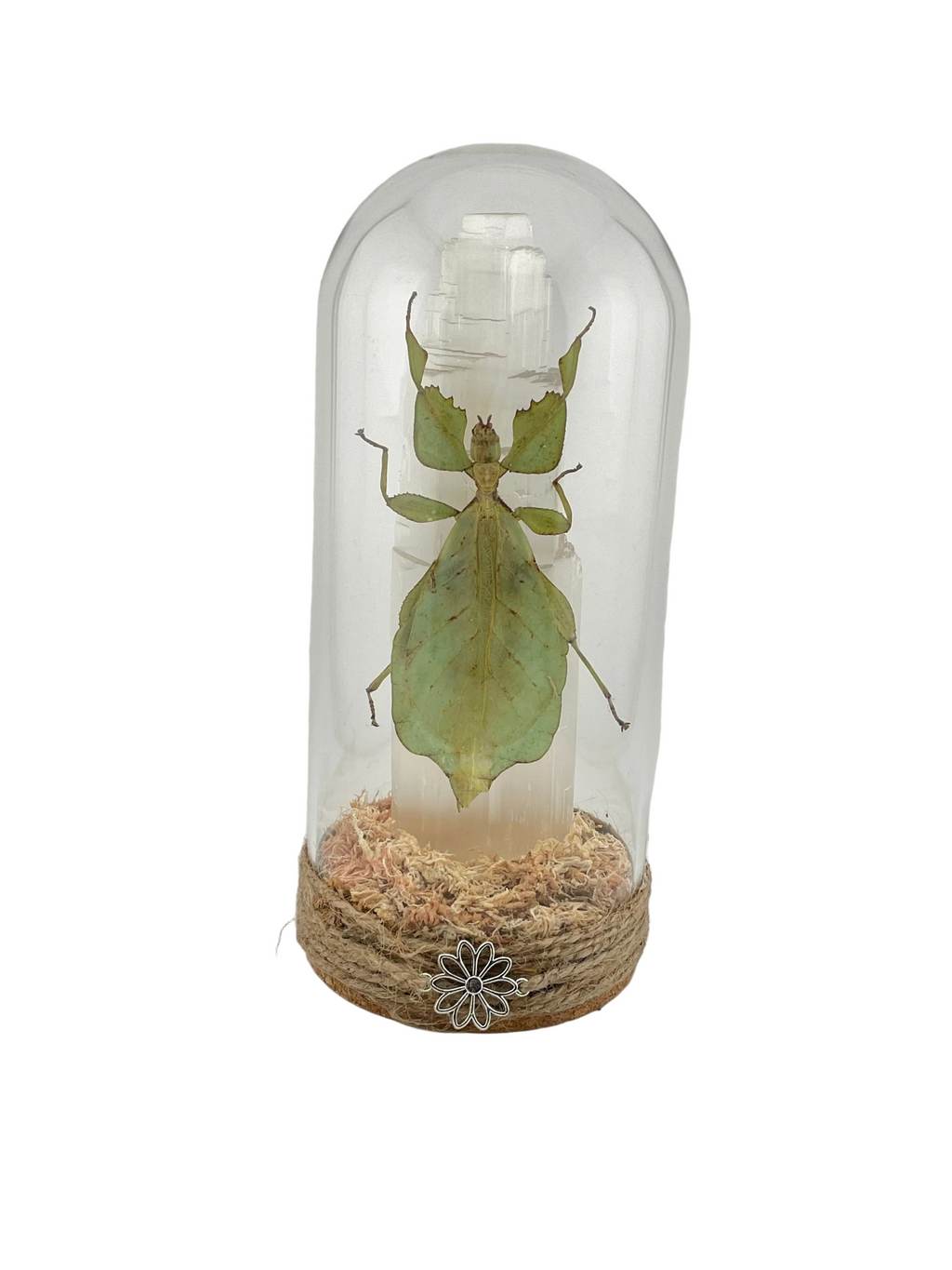 Leaf Insect Dome