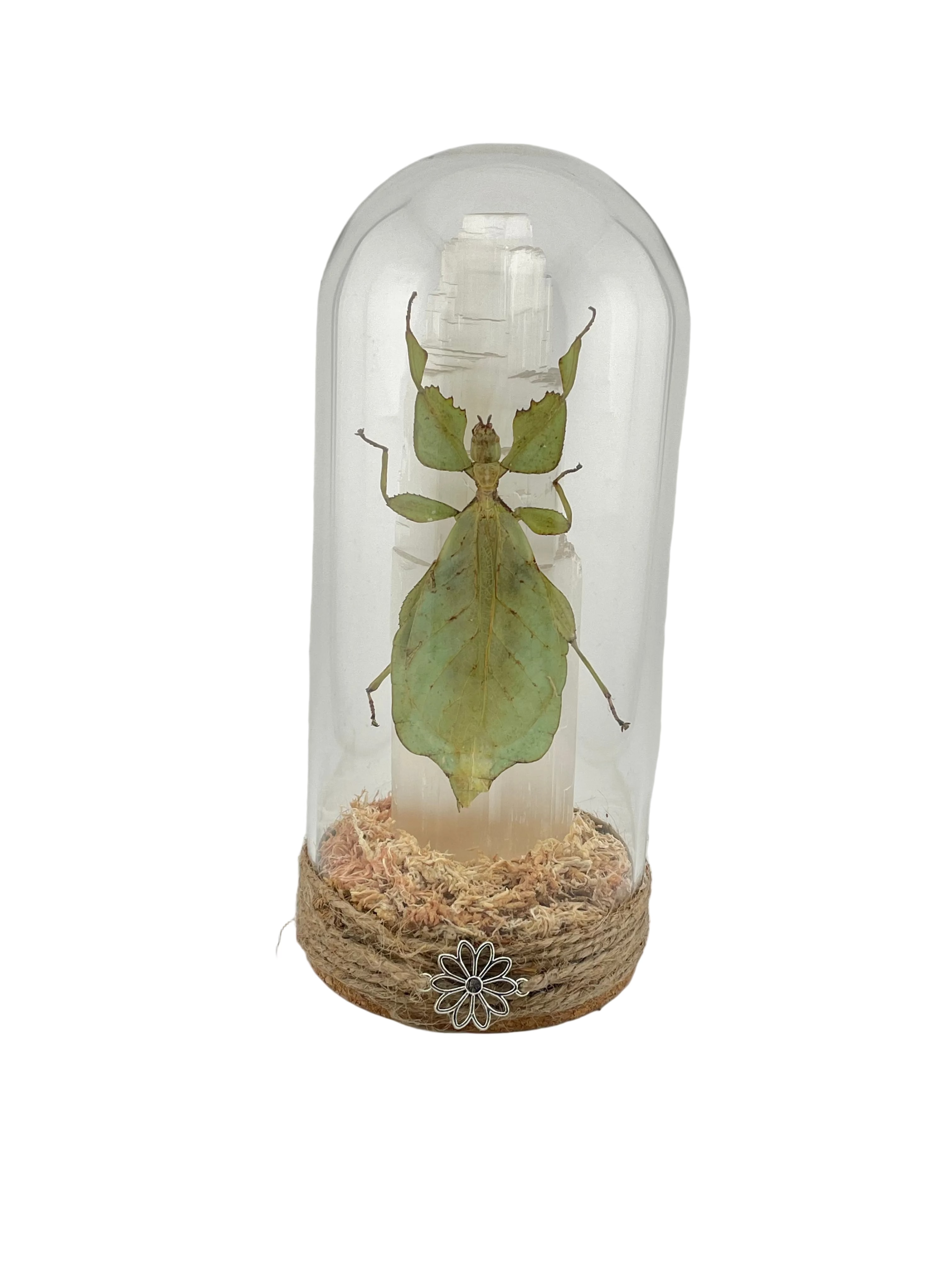 Leaf Insect Dome