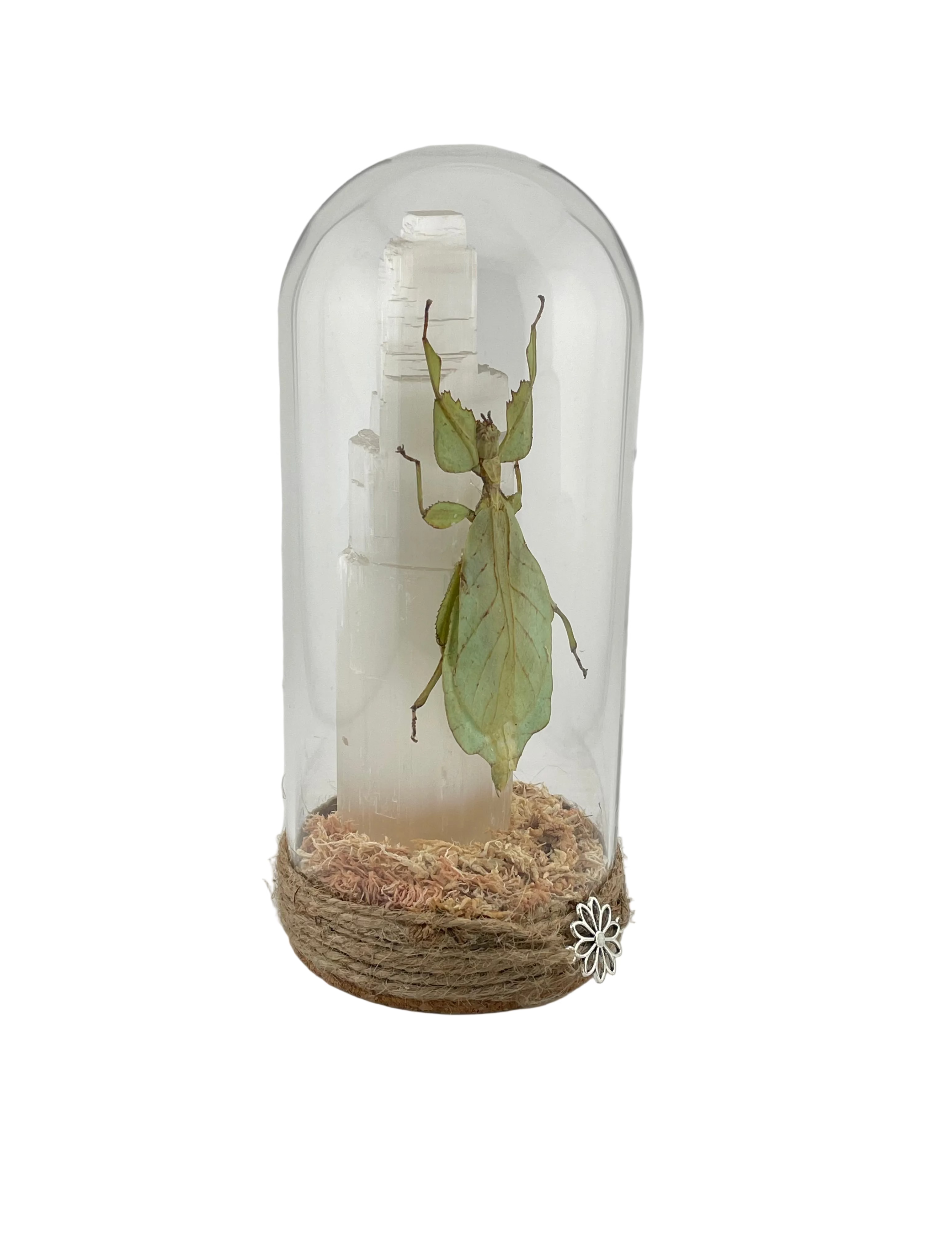 Leaf Insect Dome