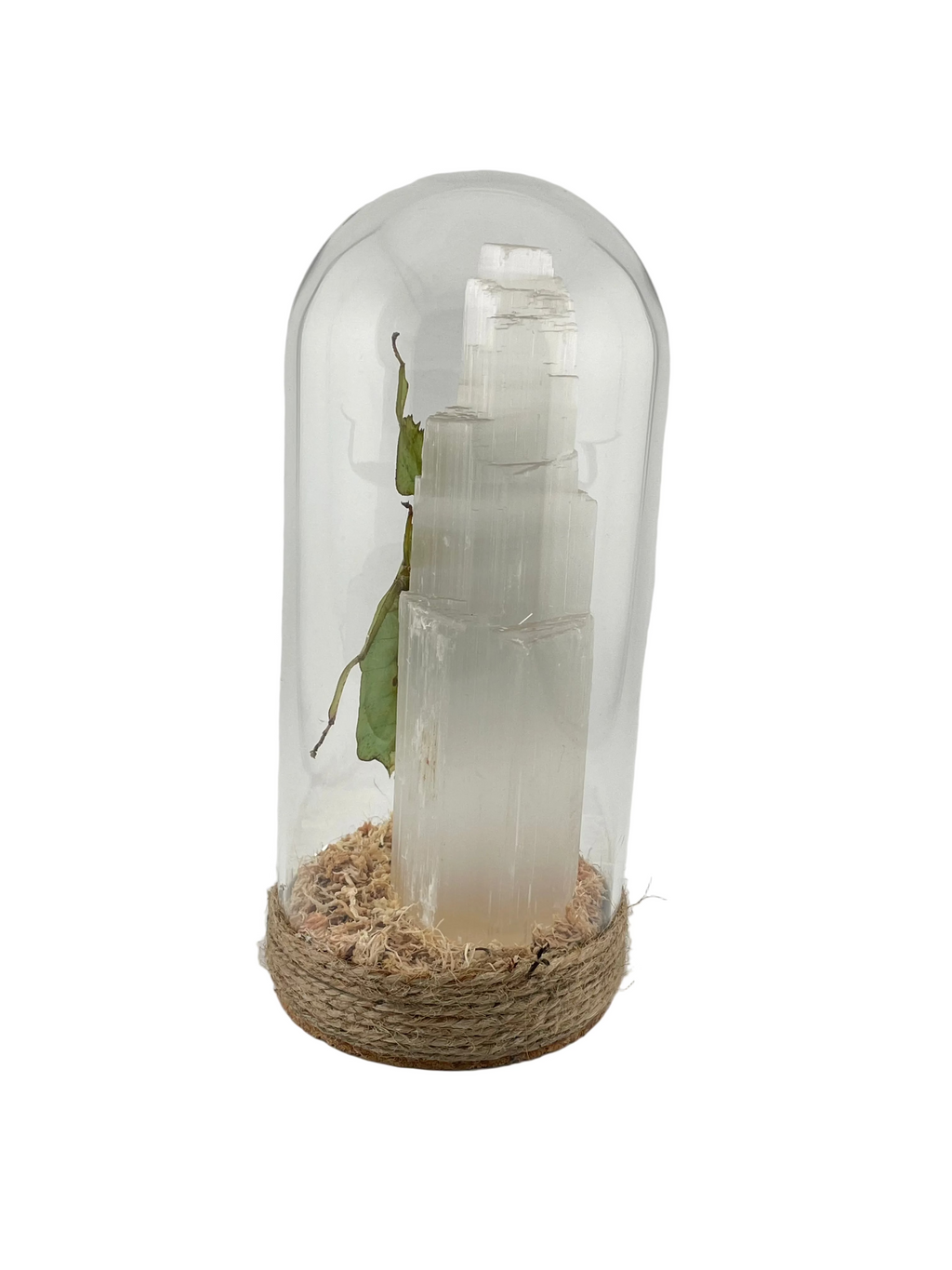 Leaf Insect Dome